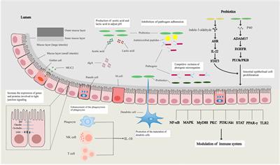 How do intestinal probiotics restore the intestinal barrier?